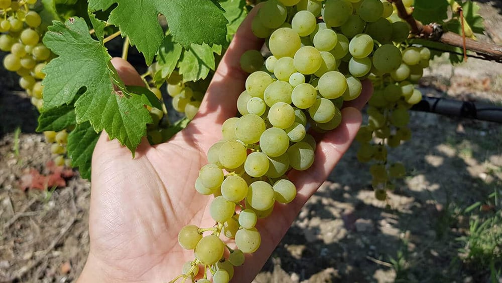 Malagouzia, de Assepoester uit Griekenland