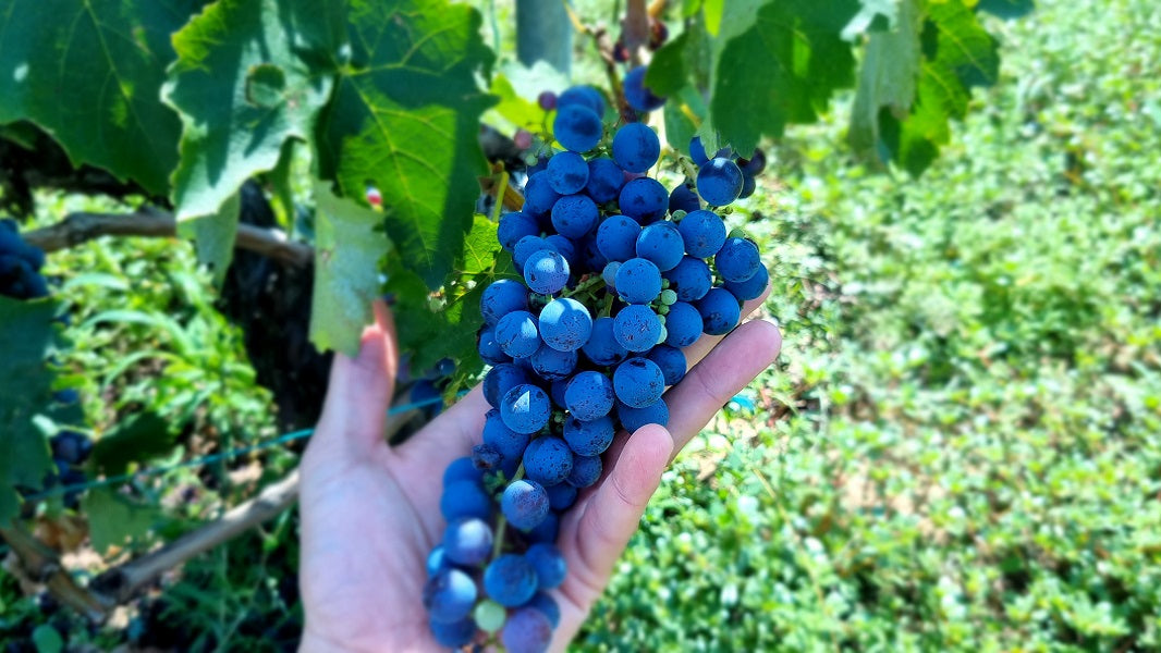 29 Oktober 2023 - Xinomavro Wijnproeverij