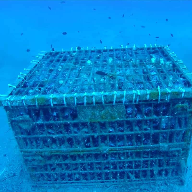 Thalassitis Submerged 2020 - Gaia - Houten kist